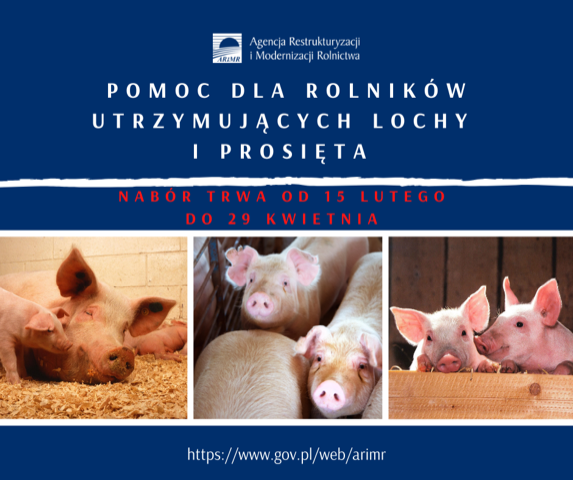 Pomoc dla rolnikow utrzymujacych lochy i prosieta2